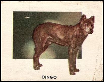 119 Dingo